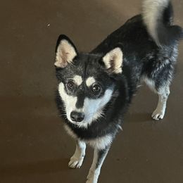 Siff - Alaskan Klee Kai