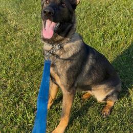 German Shepherd puppies from Von Charry German Shepherd’s
