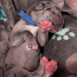 Ziggy - Merle male Great Dane puppy in Brooksville, Florida from Follow My Lead Great Danes