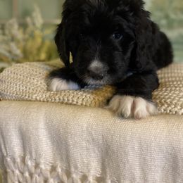 Bernedoodle Puppies from Collins Bernedoodles