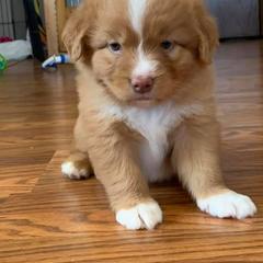 Border Collie and Nova Scotia Duck Tolling Retriever Puppies from Avatar