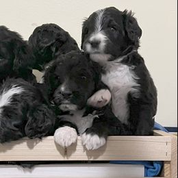 Bernedoodles from Beckett’s Bernedoodles