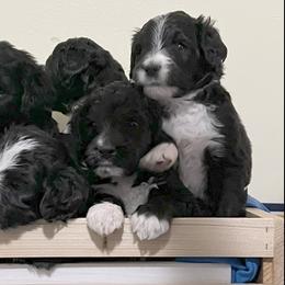 Bernedoodles from Beckett’s Bernedoodles