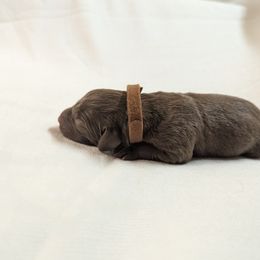 Dilute Retriever and Labrador Retriever Puppies from LC Hunting Labs, LLC.