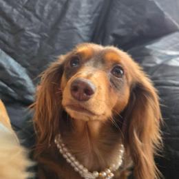 Daisy Mae - Dachshund