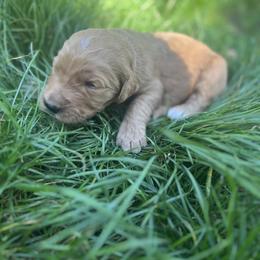 Biscuit - Apricot male Goldendoodle puppy in Cameron Park, California from Silkie Doodles