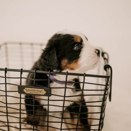 Bernese Mountain Dog Puppies from Swiss Mountain Bernese