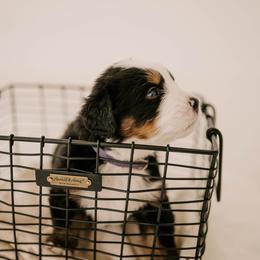 Bernese Mountain Dog Puppies from Swiss Mountain Bernese