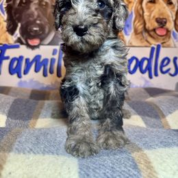 Jupiter - Merle male Labradoodle puppy in Kingston, Georgia from CC Familydoodles