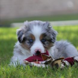 Griff - Blue merle male Australian Shepherd puppy in Weatherford, Texas from Ridgestar Aussies