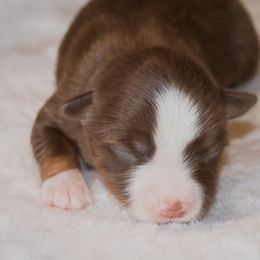 Miniature Australian Shepherd Puppies from Bellewynd Acres