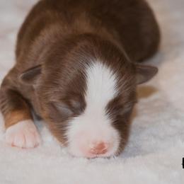 Miniature Australian Shepherd Puppies from Bellewynd Acres