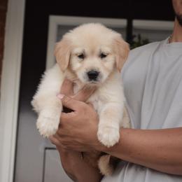 Golden Retriever Puppies from Wise-Taylor Goldens