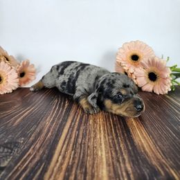 Kingston - Dapple male Dachshund puppy in Florence, Arizona from Doxie Town Az