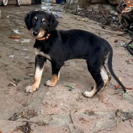Shah - Orange Boy - Black and tan male Saluki puppy in Los Angeles, California from Srinagar Salukis