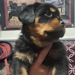 Boy 3 - Black and mahogany male Rottweiler puppy in De Witt, Iowa from Irish Eyes Kennels