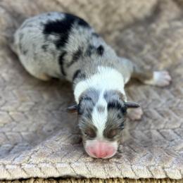 Boy 3 - Blue merle male Australian Shepherd puppy in Volant, Pennsylvania from Addie's Aussies