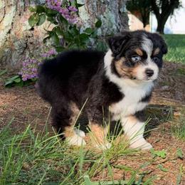 Captain - Black tri male Miniature American Shepherd puppy in Leitchfield, Kentucky from Legendmaker MAS