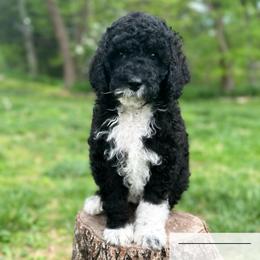 Pepsi - Black tri-color female Aussiedoodle puppy in Corydon, Indiana from Ridgeline Doodles