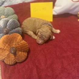 Girl 1 - Brown female Poodle puppy in Detroit, Michigan from Pretty Spoiled Spoos llc