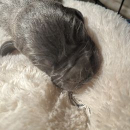 Great Dane Puppies from East Coast Great Danes