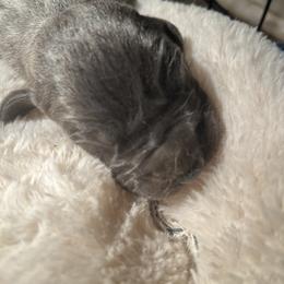 Great Dane Puppies from East Coast Great Danes