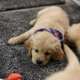 Holly - Golden female Golden Retriever puppy in Payette, Idaho from Stonewick Retrievers
