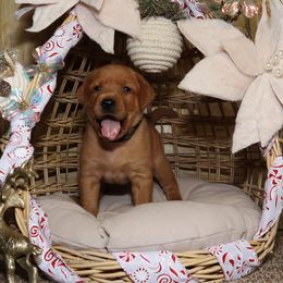 Comet-Black collar - Yellow male Labrador Retriever puppy in Twin Falls, Idaho from Whispering White Pines Labradors