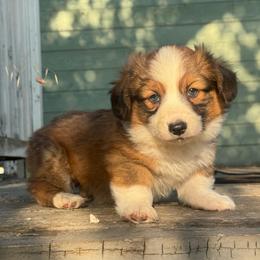 Odin (fluffy) - Sable and white male American Corgi puppy in East Oakdale, California from Rhettro Kennels
