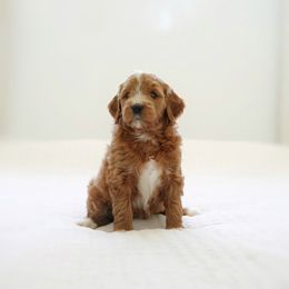 Dusk - Red  female Goldendoodle puppy in Vancouver, Washington from Blissful Doodles