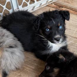 Jersey - Black tri-color female Australian Shepherd puppy in Piedmont, Oklahoma from HeartDriven Aussies