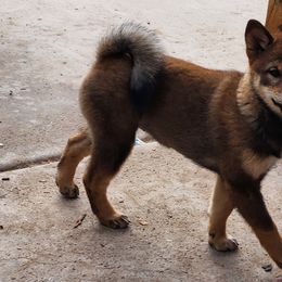 Shiba Inu from MarshDancer's Beautiful Babes