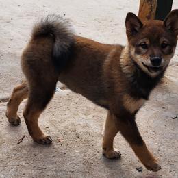 Shiba Inu from MarshDancer's Beautiful Babes
