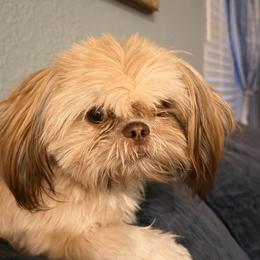 Gionna - Shih Tzu