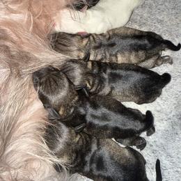 Miniature Schnauzer puppies from Sissy’s Schnauzers