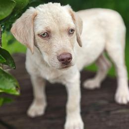 Simba - Champagne male Dilute Retriever puppy in Missouri City, Texas from Labrador Retriever Puppies