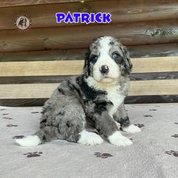 Patrick - Blue merle male Bernedoodle puppy in Banner Elk, North Carolina from Walnut Tree Bernedoodles