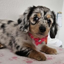 Dachshund Puppies from Rita's Dachshunds