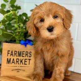 Blue - Red  male Goldendoodle puppy in Hesperia, Michigan from Red Acres Poodles & Doodles