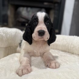 Hank - Black and white male English Springer Spaniel puppy in Las Vegas, Nevada from Legacy