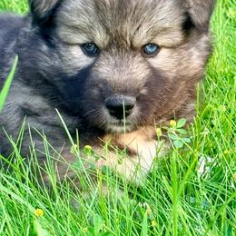 Buckle bunny - Agouti and white female Siberian Husky puppy in Corvallis, Montana from Double H Siberians