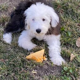 Old English Sheepdog Puppies from Heavinly Blessings Farm Pups - Old English Sheepdog Puppies