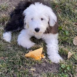 Old English Sheepdog Puppies from Heavinly Blessings Farm Pups - Old English Sheepdog Puppies