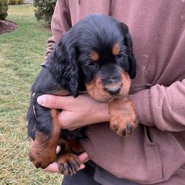 Royal Blue - Black and tan male Gordon Setter puppy in Gordonville, Pennsylvania from Blue Ribbon Setters