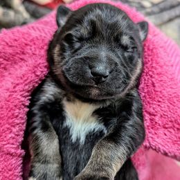 Pink Girl - Säde - Black and tan female Lapponian Herder puppy in Prattsburgh, New York from Maalattu Koirankoppi Lapponian Herders