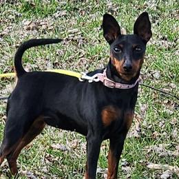 Lolli - Miniature Pinscher