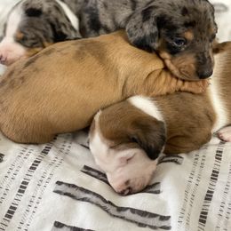 Dachshund Puppies from Marble Dachshunds