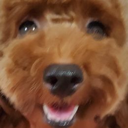 Maltese, Maltipoos, and Poodles from Joyful Pups