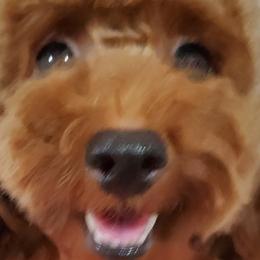 Maltese, Maltipoos, and Poodles from Joyful Pups