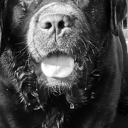 Toro - Labrador Retriever